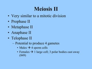 Meiosis II Very similar to a mitotic division Prophase II Metaphase II Anaphase II Telophase II Potential to produce 4 gametes Males    4 sperm cells Females    1 large cell; 3 polar bodies cast away (849) 