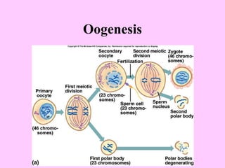 Oogenesis 