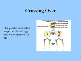Crossing Over the genetic information in sperm cells and egg cells varies from cell to cell 