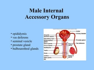 Male Internal  Accessory Organs epididymis vas deferens seminal vesicle prostate gland bulbourethral glands 