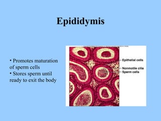 Epididymis Promotes maturation of sperm cells Stores sperm until ready to exit the body 
