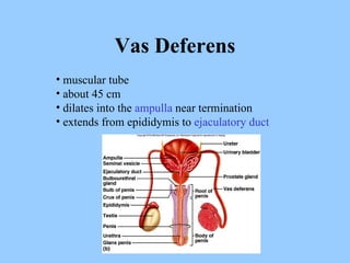 Vas Deferens muscular tube about 45 cm dilates into the  ampulla  near termination extends from epididymis to  ejaculatory duct 