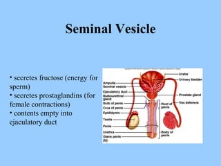 Seminal Vesicle secretes fructose (energy for sperm) secretes prostaglandins (for female contractions) contents empty into ejaculatory duct 