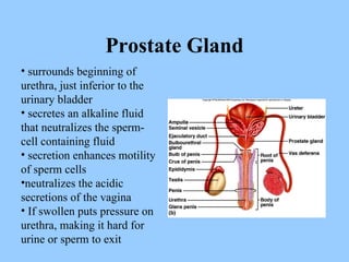 Prostate Gland surrounds beginning of urethra, just inferior to the urinary bladder secretes an alkaline fluid that neutralizes the sperm-cell containing fluid secretion enhances motility of sperm cells neutralizes the acidic secretions of the vagina If swollen puts pressure on urethra, making it hard for urine or sperm to exit 