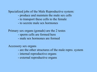 Specialized jobs of the Male Reproductive system: - produce and maintain the male sex cells - to transport these cells to the female - to secrete male sex hormones Primary sex organs (gonads) are the 2 testes - sperm cells are formed here - male sex hormones are formed Accessory sex organs - are the other structures of the male repro. system - internal reproductive organs - external reproductive organs 