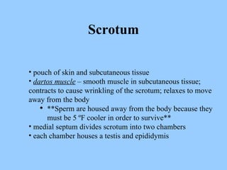 Scrotum pouch of skin and subcutaneous tissue dartos muscle   – smooth muscle in subcutaneous tissue; contracts to cause wrinkling of the scrotum; relaxes to move away from the body **Sperm are housed away from the body because they must be 5 ºF cooler in order to survive** medial septum divides scrotum into two chambers each chamber houses a testis and epididymis 