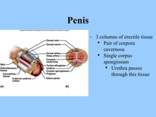 Penis 3 columns of erectile tissue Pair of corpora cavernosa Single corpus spongiosum Urethra passes through this tissue 