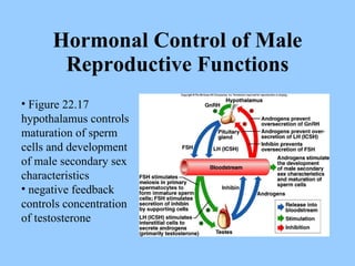 Hormonal Control of Male Reproductive Functions Figure 22.17 hypothalamus controls maturation of sperm cells and development of male secondary sex characteristics negative feedback controls concentration of testosterone 