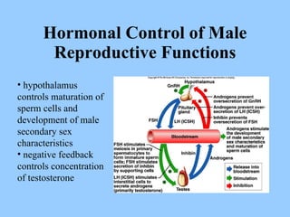 Hormonal Control of Male Reproductive Functions hypothalamus controls maturation of sperm cells and development of male secondary sex characteristics negative feedback controls concentration of testosterone 