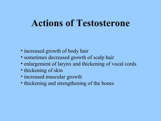 Actions of Testosterone increased growth of body hair sometimes decreased growth of scalp hair enlargement of larynx and thickening of vocal cords thickening of skin increased muscular growth thickening and strengthening of the bones 