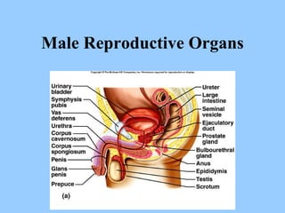Male Reproductive Organs 
