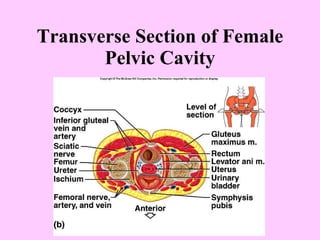 Transverse Section of Female Pelvic Cavity 