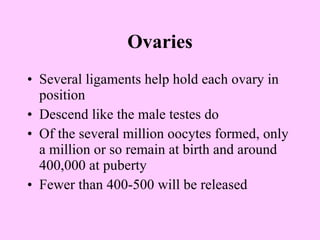 Ovaries Several ligaments help hold each ovary in position Descend like the male testes do Of the several million oocytes formed, only a million or so remain at birth and around 400,000 at puberty Fewer than 400-500 will be released 