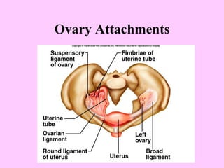 Ovary Attachments 