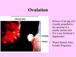 Ovulation Release of an egg cell Usually propelled to the opening of a nearby uterine tube If it is not fertilized it degenerates Watch Human Atlas Ectopic Pregnancy 