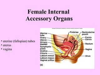 Female Internal  Accessory Organs uterine (fallopian) tubes uterus vagina 