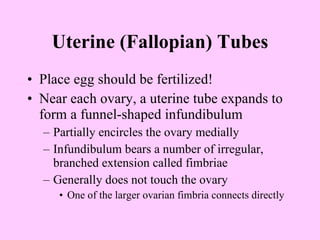 Uterine (Fallopian) Tubes Place egg should be fertilized! Near each ovary, a uterine tube expands to form a funnel-shaped infundibulum Partially encircles the ovary medially Infundibulum bears a number of irregular, branched extension called fimbriae Generally does not touch the ovary One of the larger ovarian fimbria connects directly 