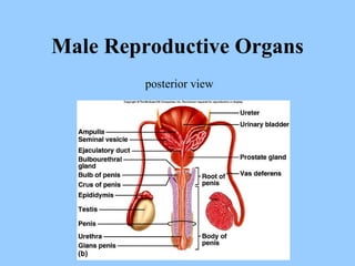 Male Reproductive Organs posterior view 