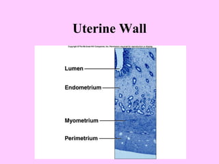 Uterine Wall 