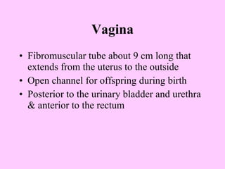 Vagina Fibromuscular tube about 9 cm long that extends from the uterus to the outside Open channel for offspring during birth Posterior to the urinary bladder and urethra & anterior to the rectum 