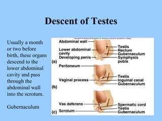 Descent of Testes Usually a month or two before birth, these organs descend to the lower abdominal cavity and pass through the abdominal wall into the scrotum. Gubernaculum 