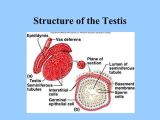 Structure of the Testis 