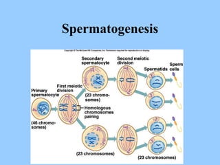 Spermatogenesis 