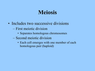 Meiosis Includes two successive divisions First meiotic division Separates homologous chromosomes Second meiotic division Each cell emerges with one member of each homologous pair (haploid) 