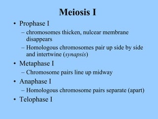 Meiosis I Prophase I chromosomes thicken, nulcear membrane disappears Homologous chromosomes pair up side by side and intertwine ( synapsis ) Metaphase I Chromosome pairs line up midway Anaphase I Homologous chromosome pairs separate (apart) Telophase I 
