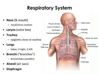 Respiratory System
• Nose (& mouth)
– nasal/sinus cavities
• Larynx (voice box)
• Trachea
– epiglottis closes to swallow
• Lungs
– lobes: 3 right, 2 left
• Bronchi ("branches")
– bronchioles (smaller)
• Alveoli (air sacs)
• Diaphragm
 