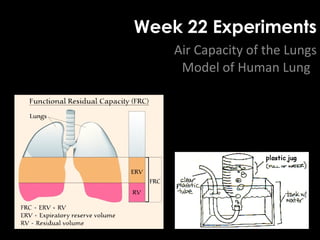 Week 22 Experiments
Air Capacity of the Lungs
Model of Human Lung
 