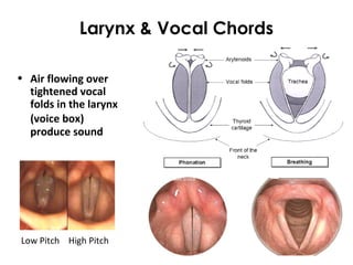 Larynx & Vocal Chords
Low Pitch High Pitch
• Air flowing over
tightened vocal
folds in the larynx
(voice box)
produce sound
 