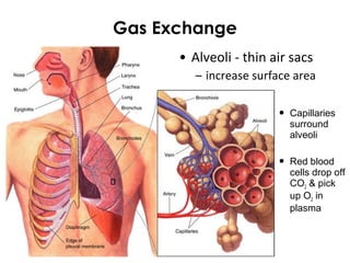 Gas Exchange
• Alveoli - thin air sacs
– increase surface area
 Capillaries
surround
alveoli
 Red blood
cells drop off
CO2 & pick
up O2 in
plasma
 