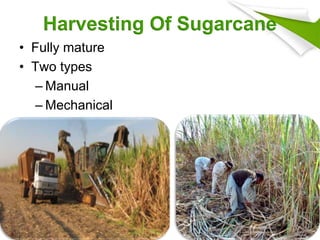 Harvesting Of Sugarcane
• Fully mature
• Two types
– Manual
– Mechanical
7
 