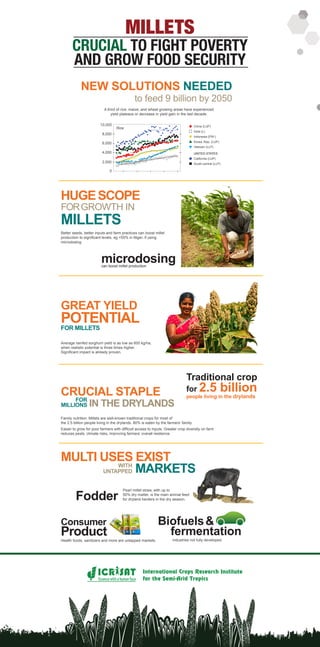 CRUCIAL TO FIGHT POVERTY
AND GROW FOOD SECURITY
MULTI USES EXIST 
Consumer
ProductHealth foods, sanitizers and more are untapped markets.
NEW SOLUTIONS NEEDED
to feed 9 billion by 2050
HUGESCOPE
FORGROWTH IN
MILLETS
microdosingcan boost millet production
Better seeds, better inputs and farm practices can boost millet
production to significant levels, eg +55% in Niger, if using
microdosing.
Rice
10,000
8,000
6,000
4,000
2,000
0
China (LUP)
India (L)
Indonesia (PW-)
Korea, Rep. (LUP)
Vietnam (LLP)
UNITED STATES
California (LUP)
South-central (LLP)
A third of rice, maize, and wheat growing areas have experienced 
yield plateaus or decrease in yield gain in the last decade.
Biofuels
fermentation
              industries not fully developed.
Pearl millet straw, with up to
50% dry matter, is the main animal feed
for dryland herders in the dry season.Fodder
WITH
UNTAPPED MARKETS
CRUCIAL STAPLE
Family nutrition: Millets are well-known traditional crops for most of
the 2.5 billion people living in the drylands. 80% is eaten by the farmers’ family.
Easier to grow for poor farmers with difficult access to inputs. Greater crop diversity on farm
reduces pests, climate risks, improving farmers’ overall resilience.
IN THE DRYLANDSFOR 
MILLIONS
GREAT YIELD
POTENTIAL
Average rainfed sorghum yield is as low as 600 kg/ha,
when realistic potential is three times higher.
Significant impact is already proven.
FOR MILLETS
Traditional crop 
for 2.5 billion
people living in the drylands
Sciencewithahumanface
MILLETS
 
