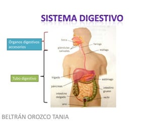 BELTRÁN OROZCO TANIA
Órganos digestivos
accesorios
Tubo digestivo
 
