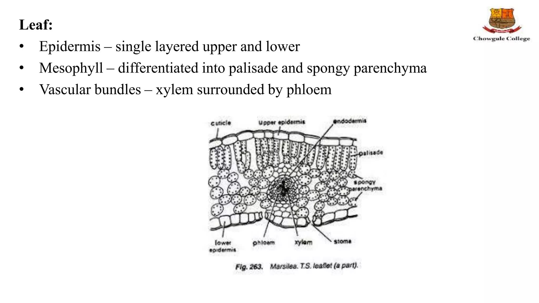 Structure, reproduction, life history and systematic position of ...