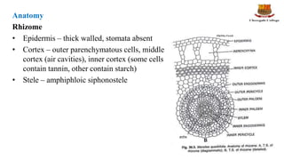 Structure, reproduction, life history and systematic position of ...