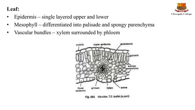Structure, reproduction, life history and systematic position of ...
