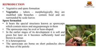 Structure, reproduction, life history and systematic position of ...