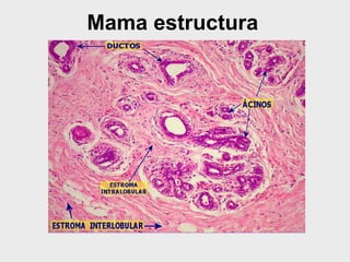 Mama estructura
 