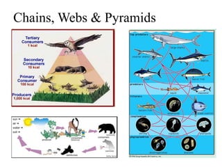 Chains, Webs & Pyramids
 