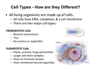 • All living organisms are made up of cells.
– All cells have DNA, cytoplasm, & a cell membrane
– There are two major cell types:
PROKARYOTIC Cells
– Bacteria and archaea
– Tiny
– No nucleus or organelles
EUKARYOTIC Cells
– Plants, animals, fungi and protists
– Larger and more complex
– Have an enclosed nucleus
– Have membrane-bound organelles
Cell Types - How are they Different?
 