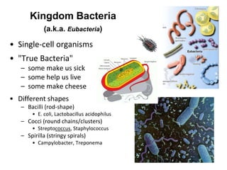 Kingdom Bacteria
(a.k.a. Eubacteria)
• Single-cell organisms
• "True Bacteria"
– some make us sick
– some help us live
– some make cheese
• Different shapes
– Bacilli (rod-shape)
• E. coli, Lactobacillus acidophilus
– Cocci (round chains/clusters)
• Streptococcus, Staphylococcus
– Spirilla (stringy spirals)
• Campylobacter, Treponema
 