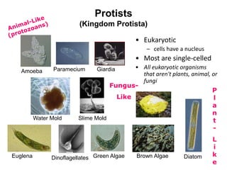 Protists
(Kingdom Protista)
Amoeba Paramecium Giardia
Water Mold Slime Mold
Euglena Dinoflagellates DiatomBrown AlgaeGreen Algae
Fungus-
Like
P
l
a
n
t
-
L
i
k
e
• Eukaryotic
– cells have a nucleus
• Most are single-celled
• All eukaryotic organisms
that aren't plants, animal, or
fungi
 