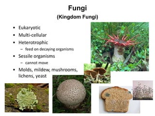 Fungi
(Kingdom Fungi)
• Eukaryotic
• Multi-cellular
• Heterotrophic
– feed on decaying organisms
• Sessile organisms
– cannot move
• Molds, mildew, mushrooms,
lichens, yeast
 