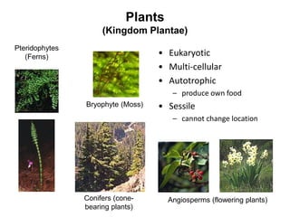 Plants
(Kingdom Plantae)
Bryophyte (Moss)
Pteridophytes
(Ferns)
Conifers (cone-
bearing plants)
Angiosperms (flowering plants)
• Eukaryotic
• Multi-cellular
• Autotrophic
– produce own food
• Sessile
– cannot change location
 