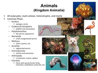 Animals
(Kingdom Animalia)
• All eukaryotic, multi-cellular, heterotrophic, and motile
• Common Phyla:
– Porifera
• sponges, corals
– Cnidaria & Ctenophora
• jellyfish and comb jellies
– Platyhelmenthes
• flat worms, tapeworms
– Nematoda
• small unsegmented worms
– Mollusca
• clams, oysters, etc.
– Annelida
• segmented worms
– Echinodermata
• starfish and anemones
– Arthropoda
• crustaceans, insects, spiders
– Chordata
• those with spinal chords: birds,
mammals, amphibians, bony fish, etc.
 