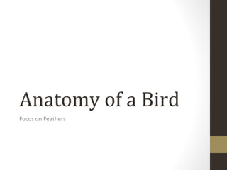 Anatomy of a Bird
Focus on Feathers
 
