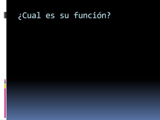 ¿Cual es su función?
 